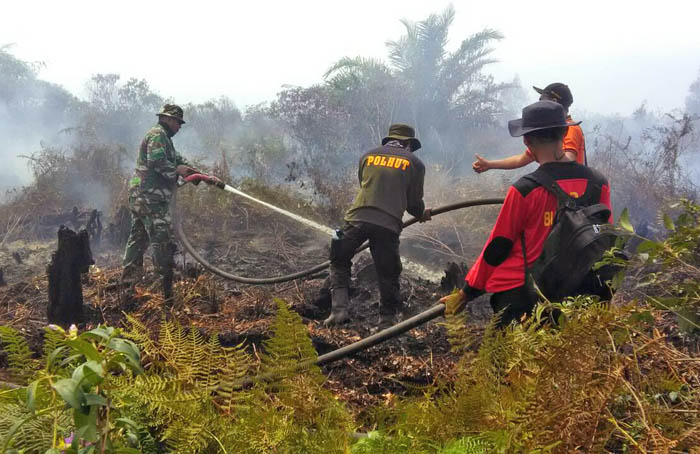 Fatwa MUI: Bakar Hutan Perbuatan Haram, Alquran Larang Merusak Lingkungan